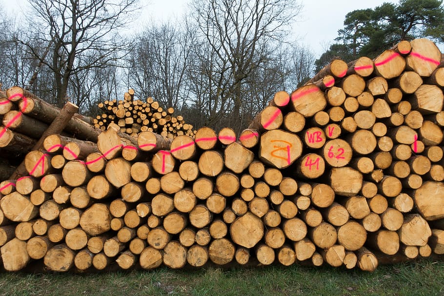 wood, timber, edge of the woods, holzstapel, growing stock, stacked up, sawed off, storage, stock, mark