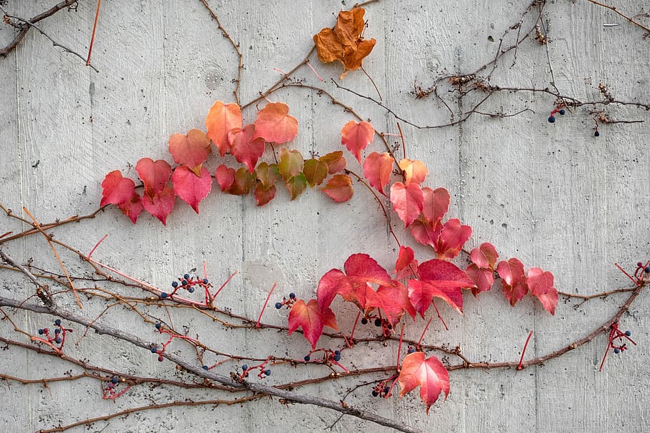 red, pink, leaves, grey, wooden, wall, autumn, concrete wall, greening, forest