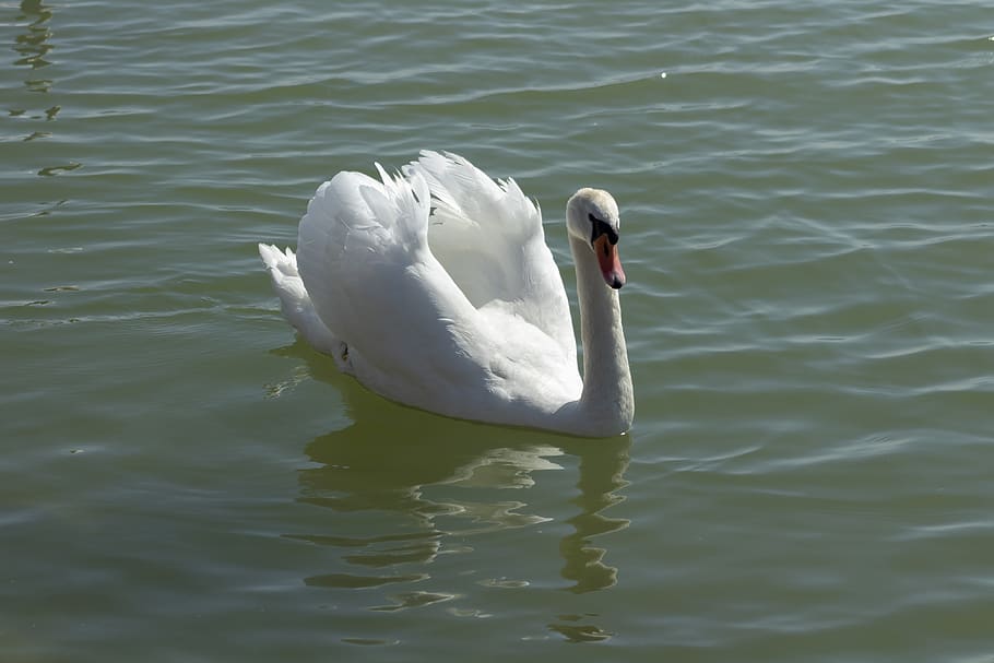swan, bird, swim, white, water, plumage, birds, feather, animal, animal world of