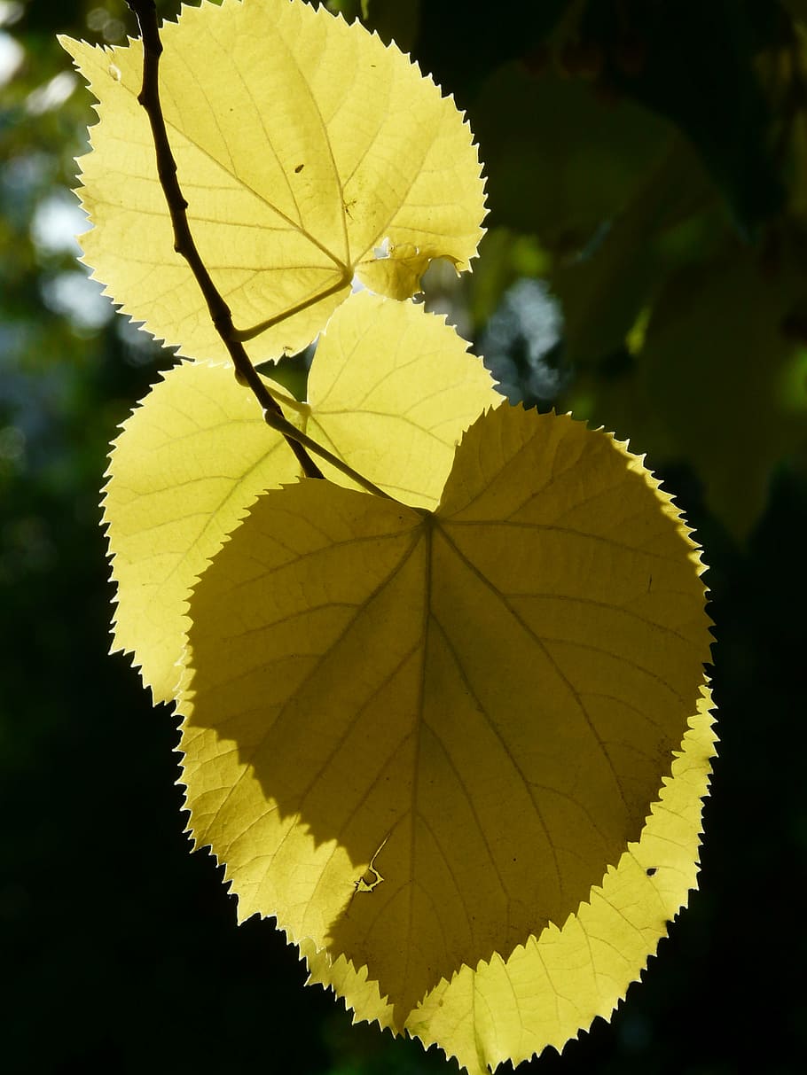 lipovina, leaves, hispanic, back light, smart, linde, light, shadow, sommerlindenbatt, yellow