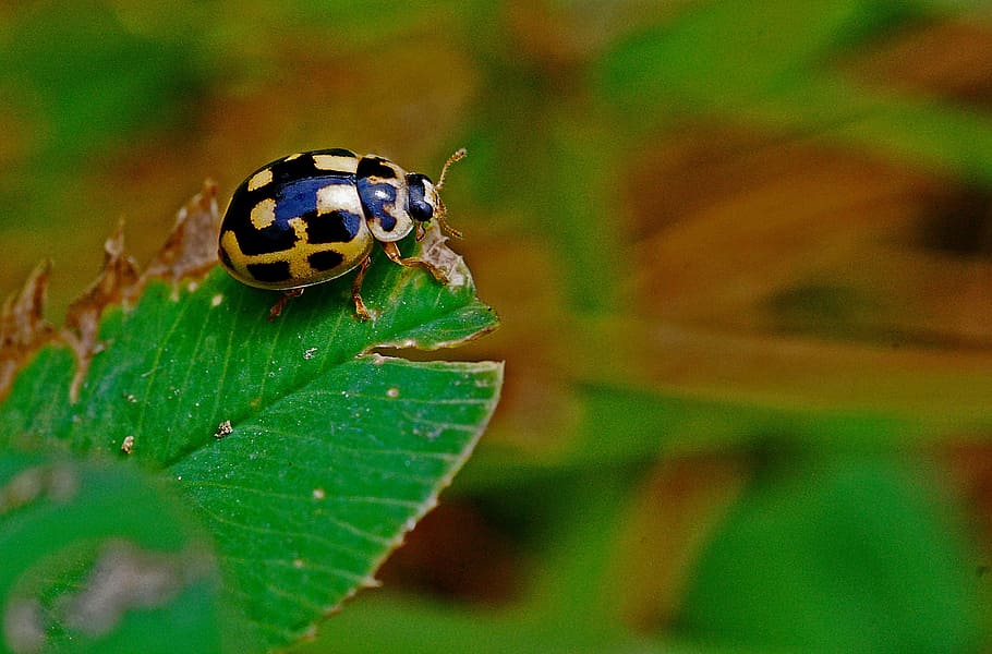 ladybug, macro, insect, nature, beetle, animal, wildlife, ladybird, bug, environment