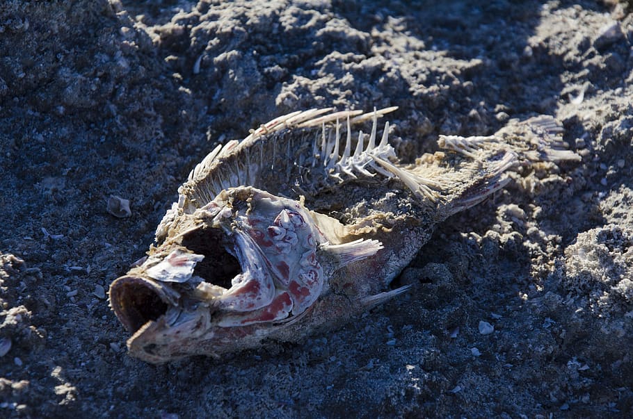 huesos, peces, muertos, mar, mar de salton, océano, muerte, agua, esqueleto, sequía