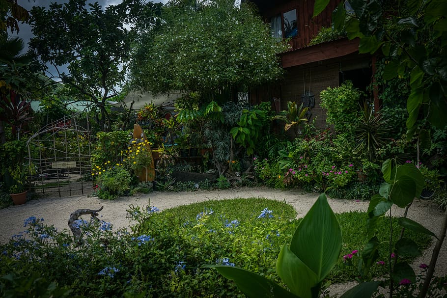 bora-bora, jardín, naturaleza, verde, planta, flores, polinesia francesa, pacífico sur, medio ambiente, tropical