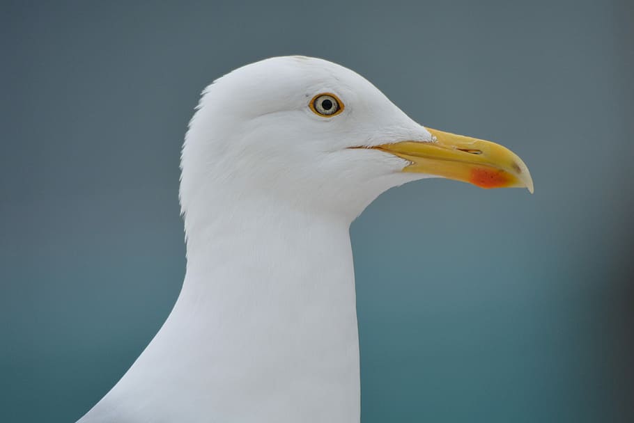 カモメ, 動物, 鳥, くちばし, バブ, 1匹の動物, 動物のテーマ, 野生の動物, 側面図, 脊椎動物