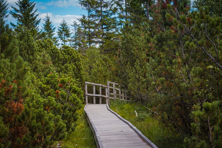 footbridge, path, lane, wooden path, trees, conifers, peat-bog, klínovec, the ore mountains, walking