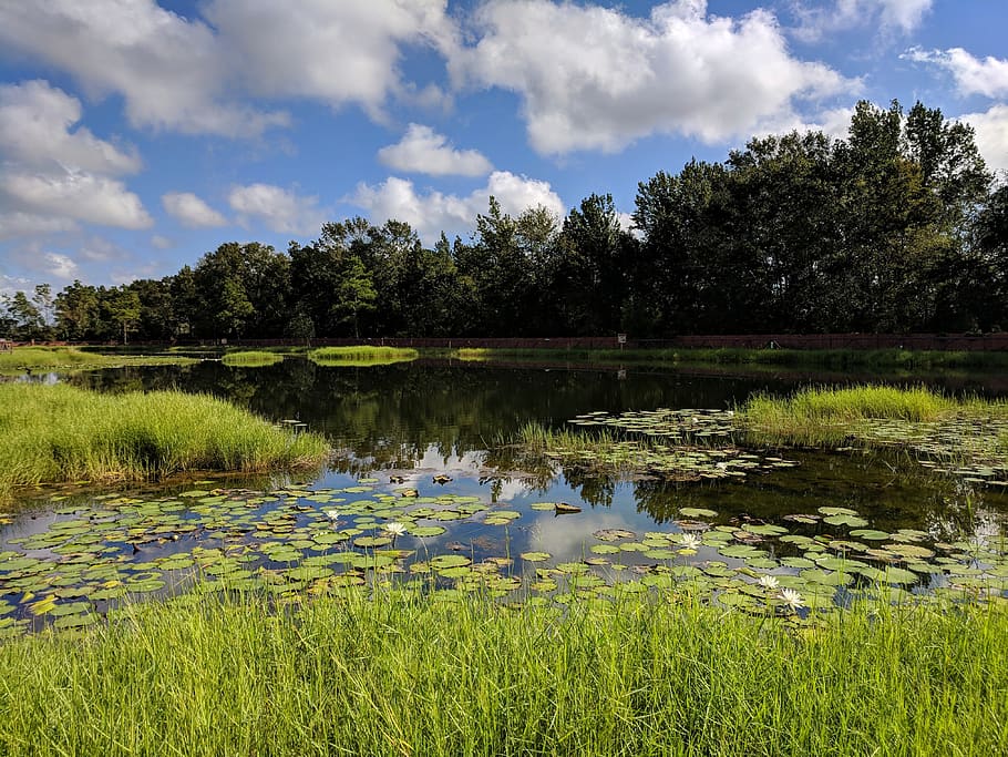 pond, lily pads, nature, blue sky, clouds, rejection, plant, water, tree, lake