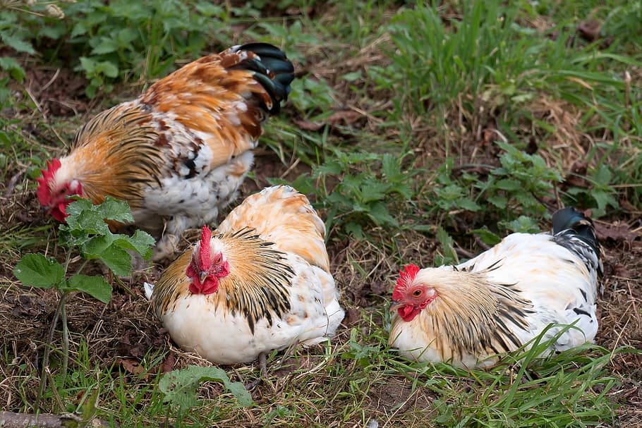 pollos, gallinas, ganado, pájaros, descanso, plumaje, granja, peine, naturaleza, panal