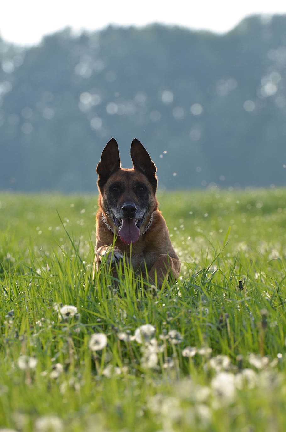malinois, dandelion meadow, motion recording, running dog, friendly, belgian shepherd dog, male, meadow, pets, dog