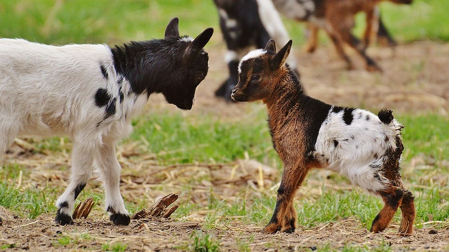 dois, cabras, marrom, verde, campo de grama, animais jovens, brincalhão, brincadeira, bonitinho, pequeno