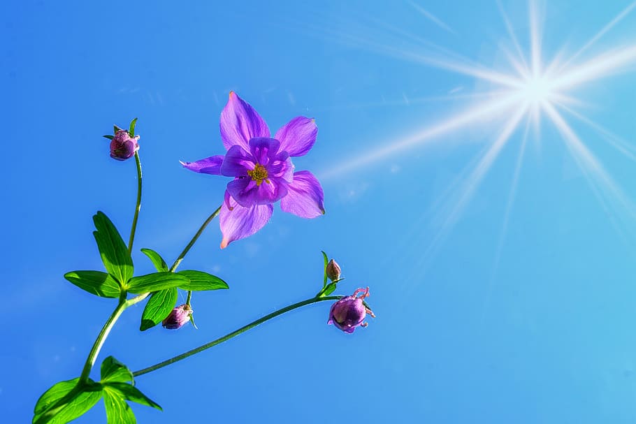 púrpura, flor de columbine, floración, durante el día, columbine, columbines, aquilegia, ranunculaceae, flor, flora