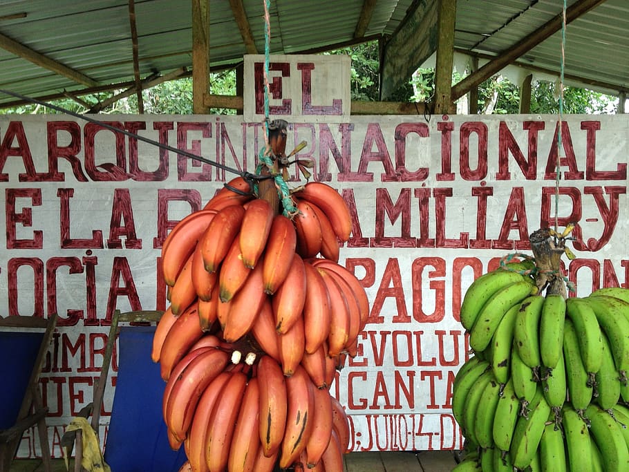 plátano, islas galápagos, fruta, español, escrito a mano, signo, manojo, tropical, agricultura, alimentos