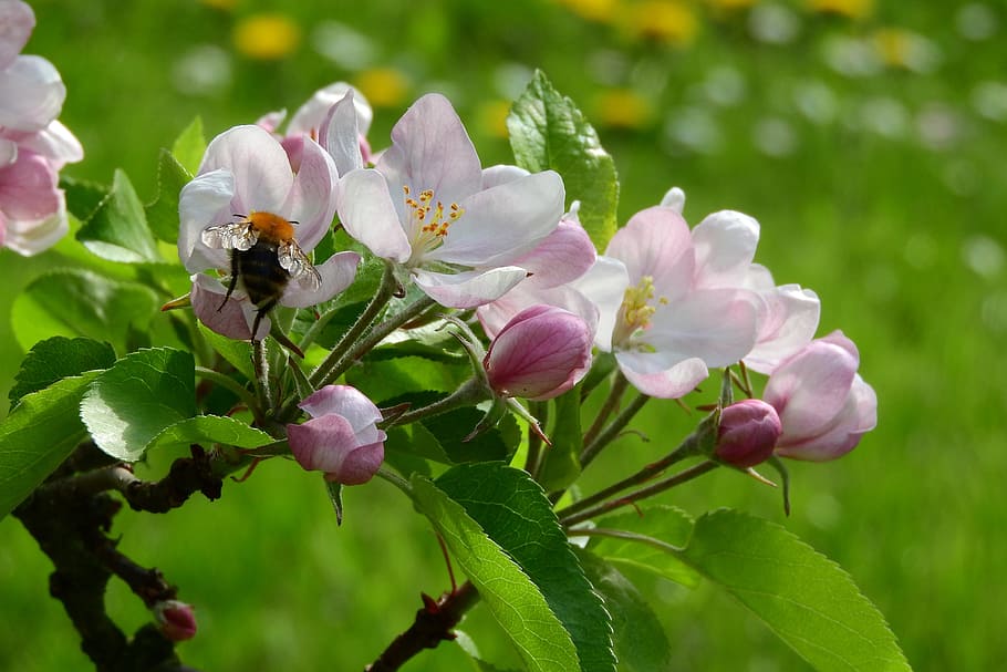 apple-blossom, apple tree, Apple-Blossom, Apple Tree, blooming apple tree, blooming, tree, fruit tree, pink flower, flowering, vernal