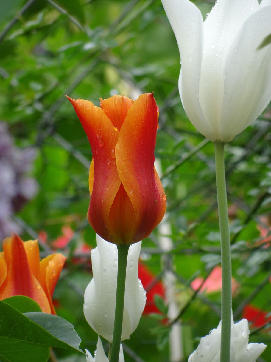 tulipanes, flores, naturaleza, primavera, planta, flor, floración, flora, cerrar, colorido