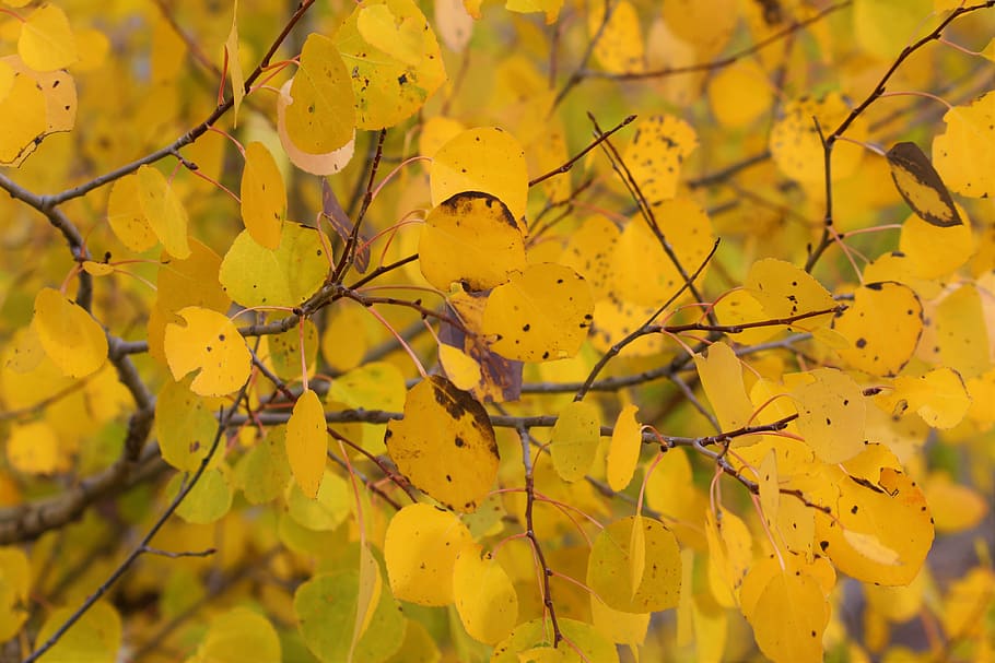 choupos, folhas, outono, pedra amarela, folhagem, estação, árvores, colorido, amarelo, folha