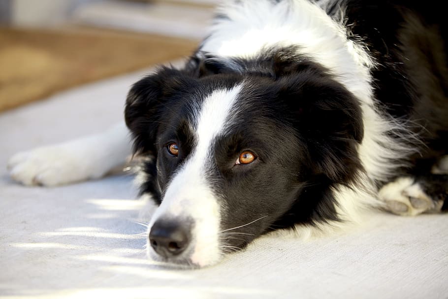 selective, focus photography, adult border collie, lying, white, surface, dog, look, pet, animal