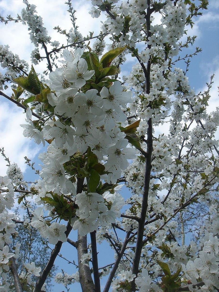 Spring, Nature, Flowers, Fruit Tree, white, flower, tree, blossom, fragility, growth