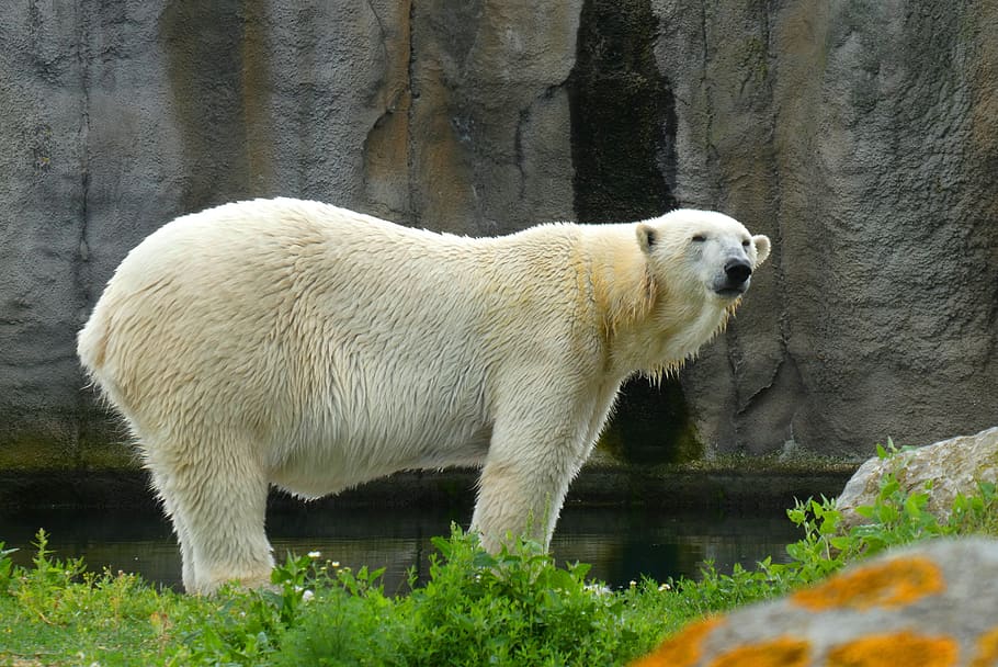 polar bear, predator, white, zoo, blijdorp, rotterdam, fur, mammal, dangerous, animal world