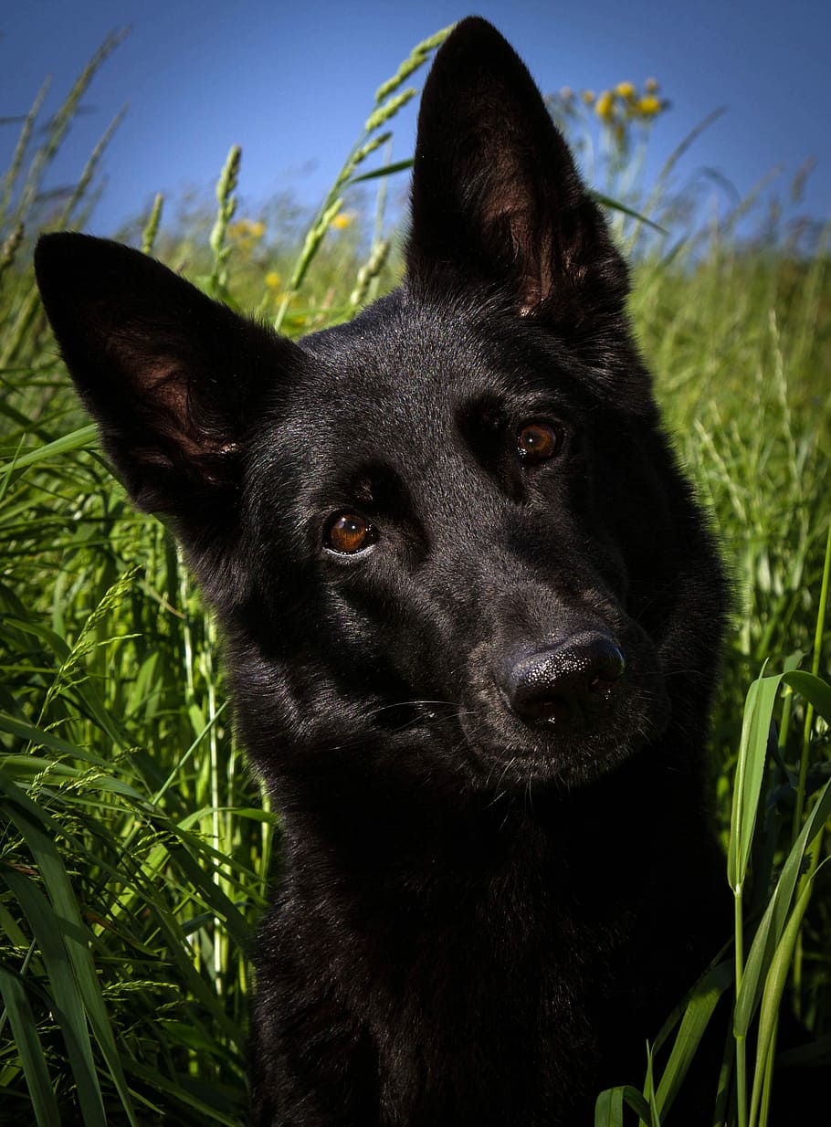 solid, black, grass field, solid black, black German, German Shepherd, grass, field, dog, schäfer dog