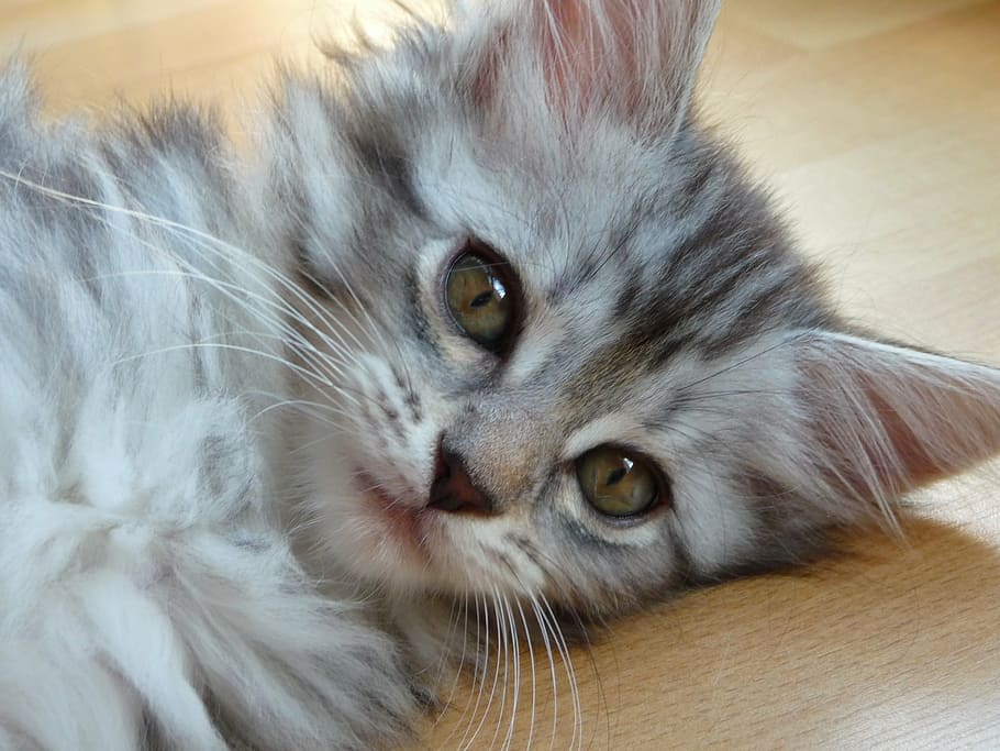silver tabby kitten, kitten, maine coon, grey, silver, cat, domestic cat, one animal, animal themes, feline