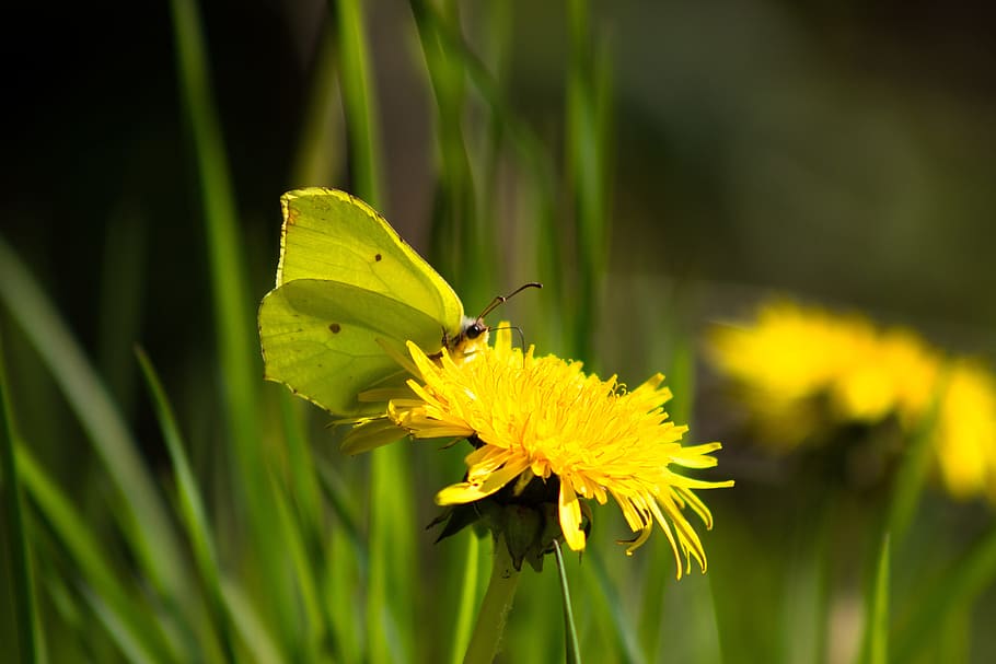 Primavera, mariposa, Gonepteryx Rhamni, cerca, amarillo, naturaleza, flor, un animal, planta, insecto