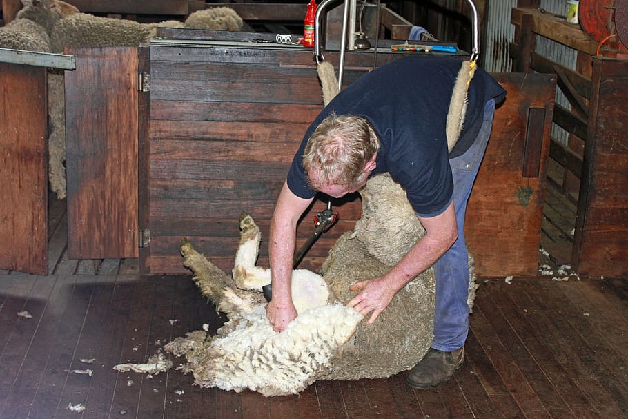 sheep shearing, sheep, wool, shear, agriculture, livestock, herd animal, men, one person, real people
