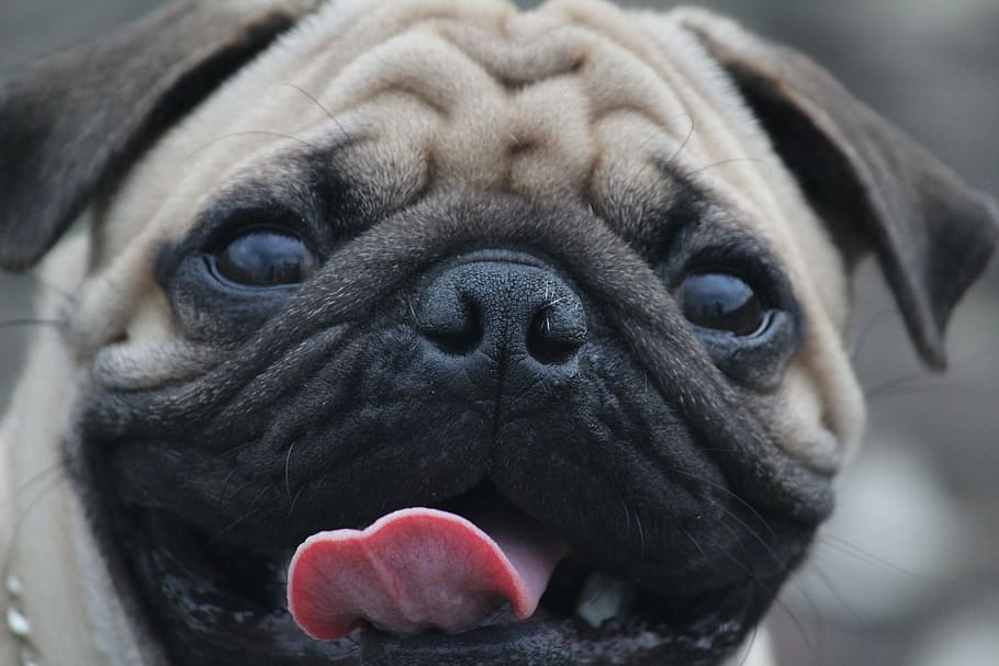 closeup, adult fawn pug, Pug, Tongue, Wrinkles, Round, Eyes, Puppy, round eyes, lap dog