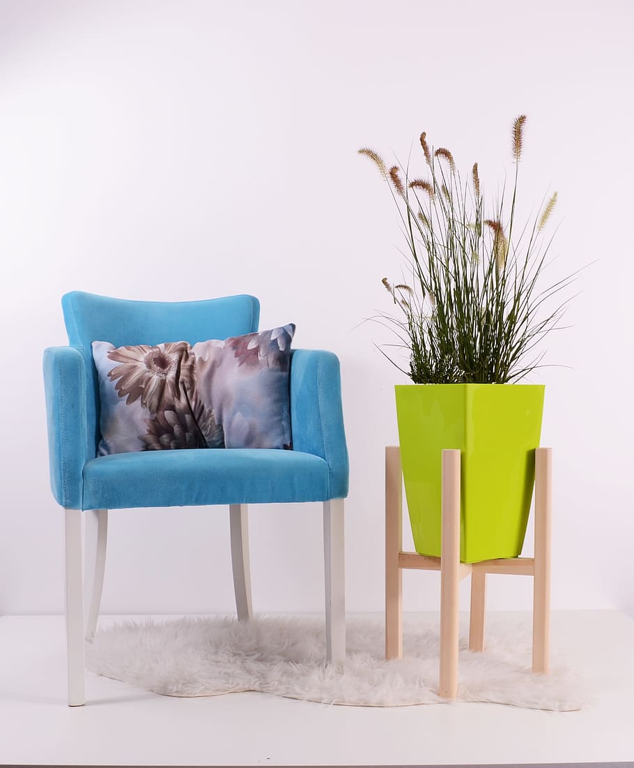 green, leaf plant, blue, sofa chair, flowerpots, grow, chair, pot, pottery, decorative