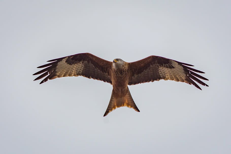 brown eagle flying, milan, raptor, bird of prey, wildlife photography, nature, red milan, red kite, fly, animal