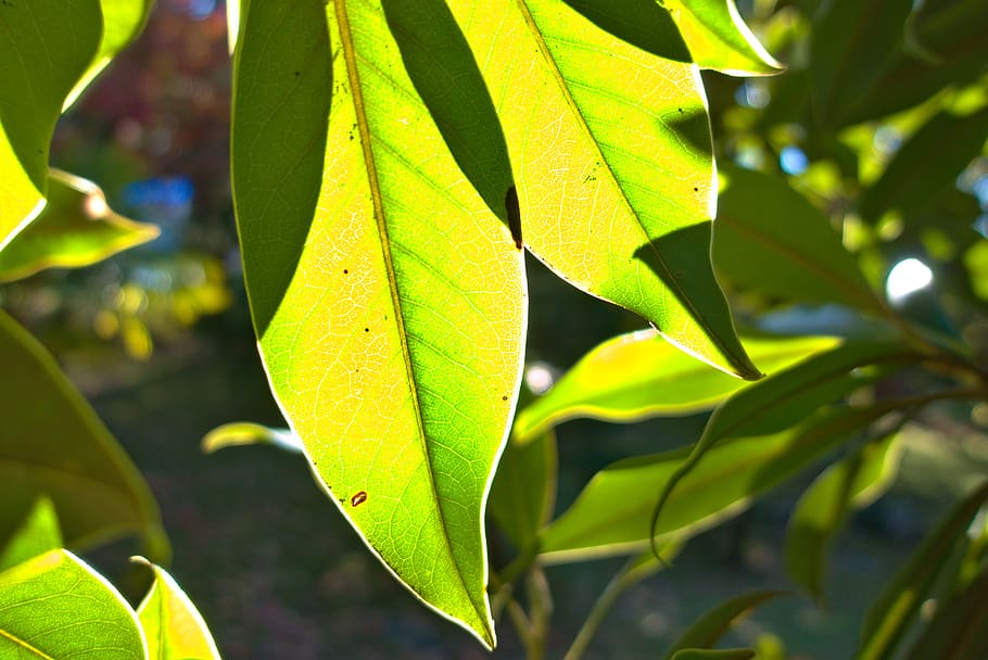 leaves, green, sun, ribs, shadows, retro lighting, transparency, plant part, leaf, plant