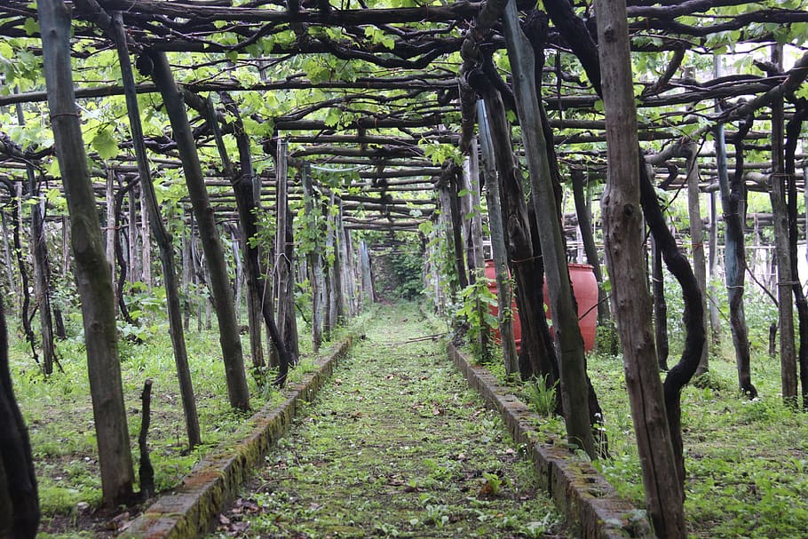ravello, italy, vines, the amalfi coast, the mediterranean, cultivation, natural, green, tribe, tree