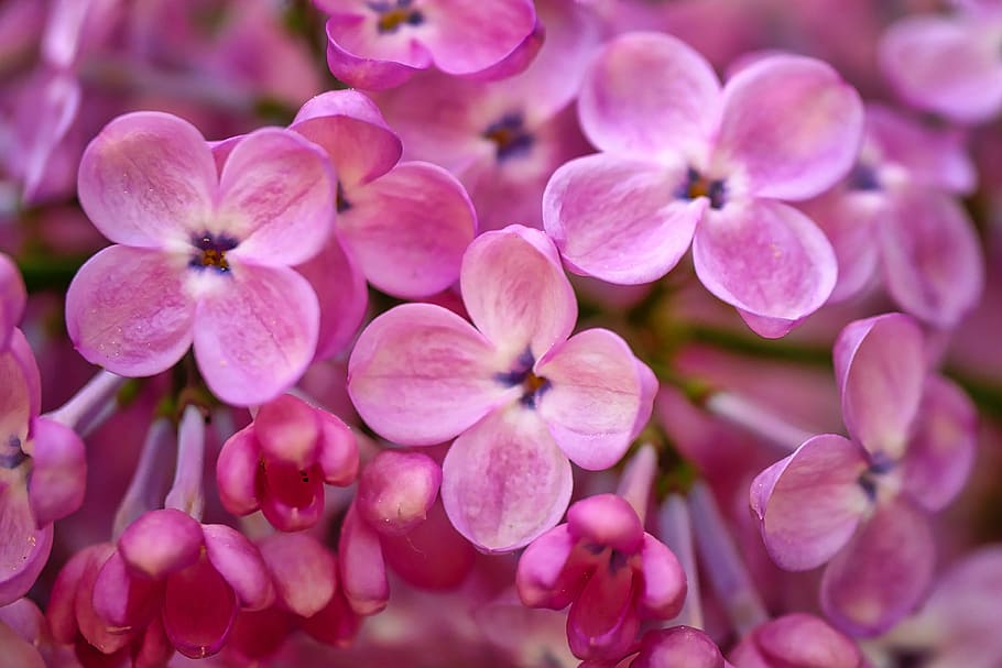 pink 4-petaled flowers, flower, nature, plant, color, floral, lilac, petal, flowers, garden