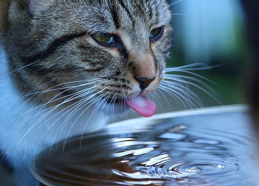 foto de lapso de tiempo, lamiendo, agua, formación, ondas, gatito, bebida, lengua de gato, gato joven, gato doméstico