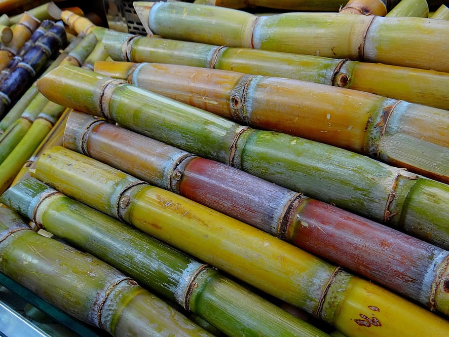 kuning, coklat, bambu, Tebu, Licorice, Stimulan, panen tebu, produksi gula, makanan, kelimpahan