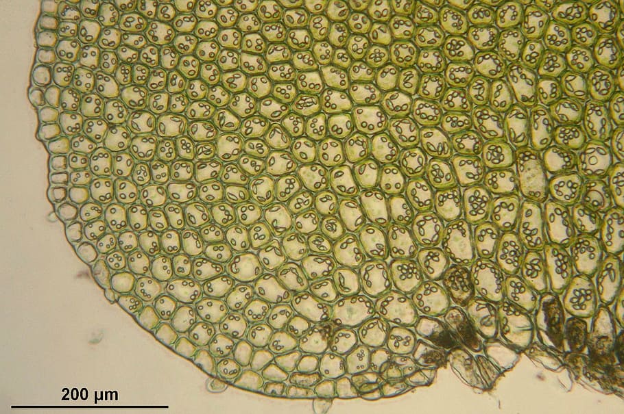 bazzania trilobata, mikroskopis, sel, biologi, makro, ilmu pengetahuan, tanaman, botani, perbesaran, pola