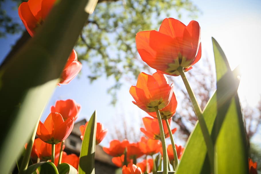 outro, tulipas, de baixo, flores, natureza, flor, planta, vermelho, tulipa, primavera