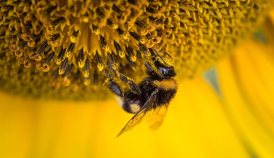 bumble, lebah bertengger, bunga matahari, selektif, fotografi fokus, lebah, serangga, makro, alam, hewan