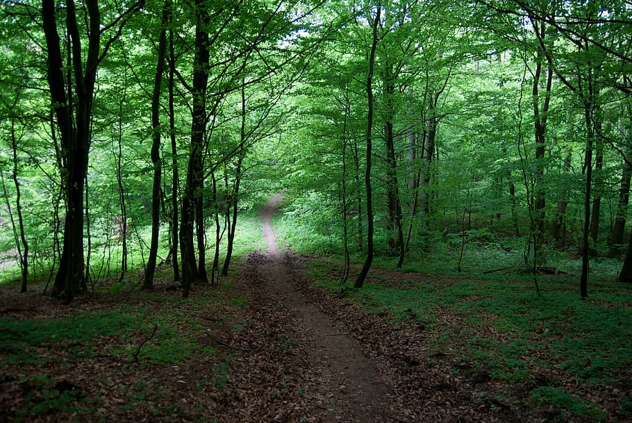 floresta, verde, árvore, a estrada na floresta, o caminho, plantar, terra, caminho a seguir, tranquilidade, direção