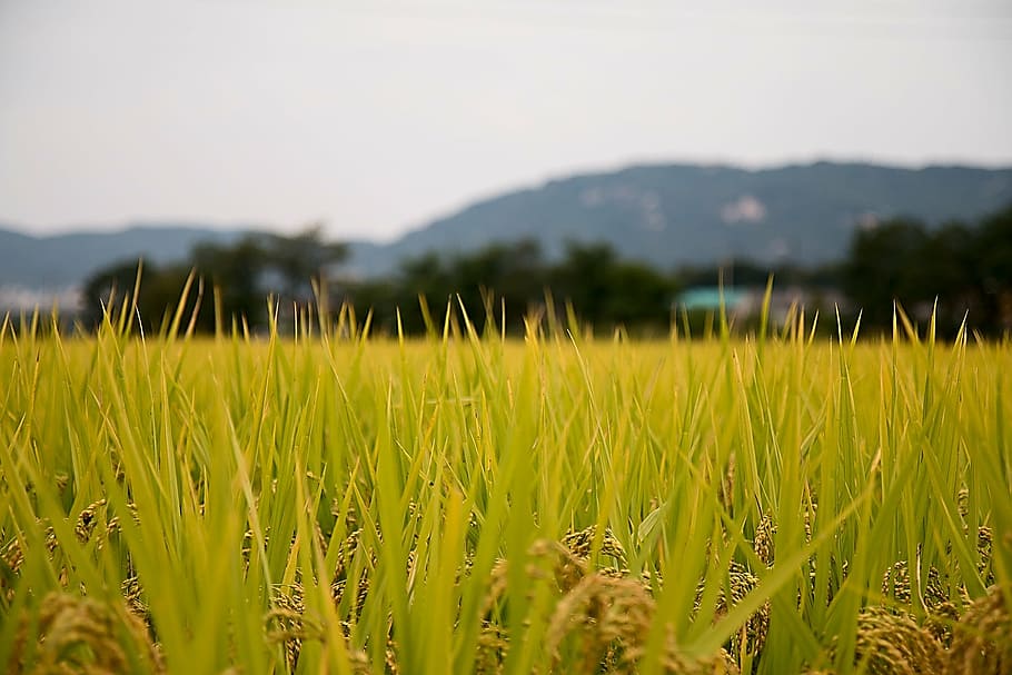 superficial, fotografía de enfoque, hierba, arrozales, país, sulawesi, otoño, república de corea, naturaleza, campo