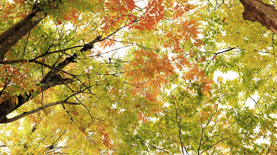 verde, naranja, hojas, pintura, otoño, hoja, árbol, árboles, hermosa, color