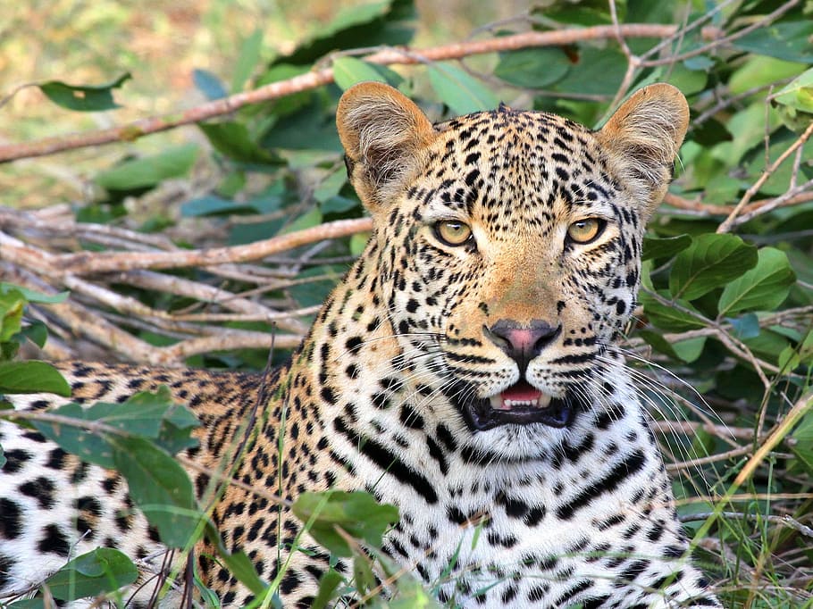 brown, black, leopard, surrounded, green, leaves, leopard head, wildlife, big cat, predator