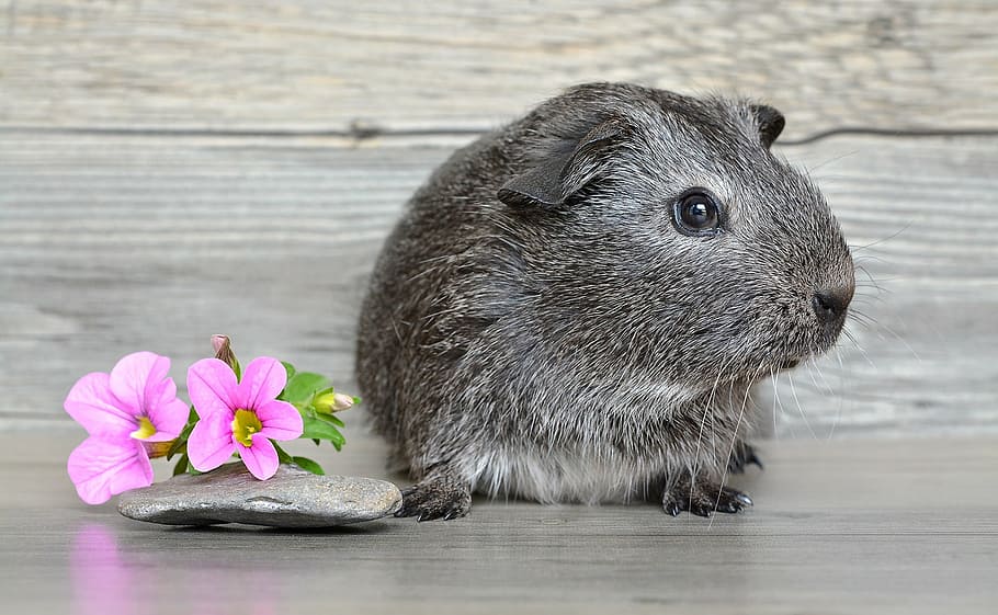 gray, jarboa, pink, petaled flowers, guinea pig, smooth hair, young animal, rodent, black and white agouti, silver