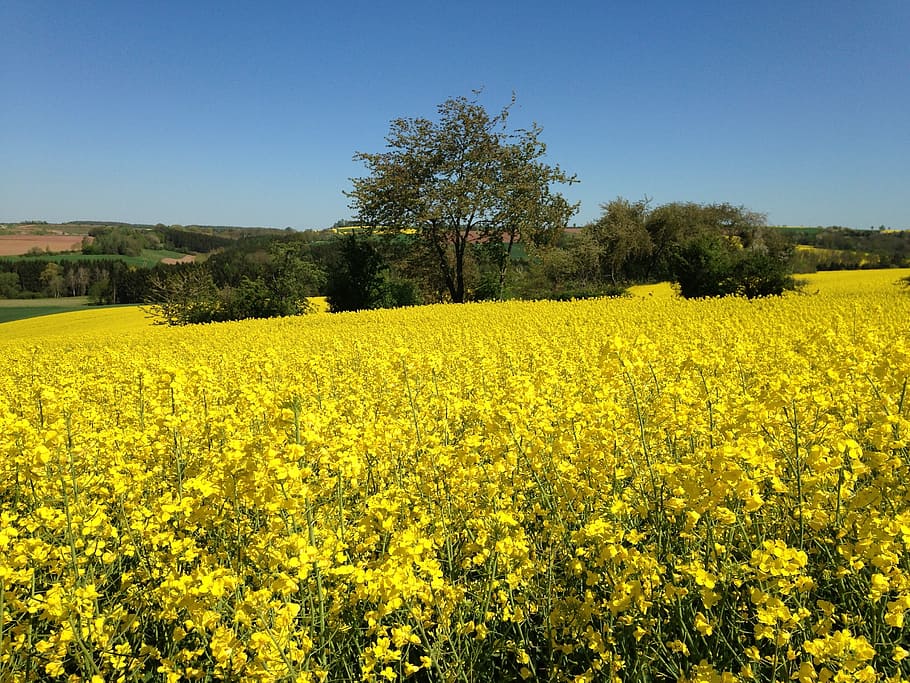 field of rapeseeds, oilseed rape, landscape, plant, yellow, beauty in nature, field, agriculture, growth, sky