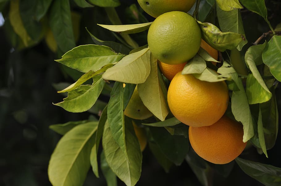 laranjas, verde, fruta, colheita, laranja, comida, colorido, saudável, cítrico, verão