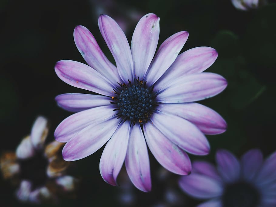 close-up photo, purple, petaled flowers, shallow, focus, lens, photography, flower, flowers, nature