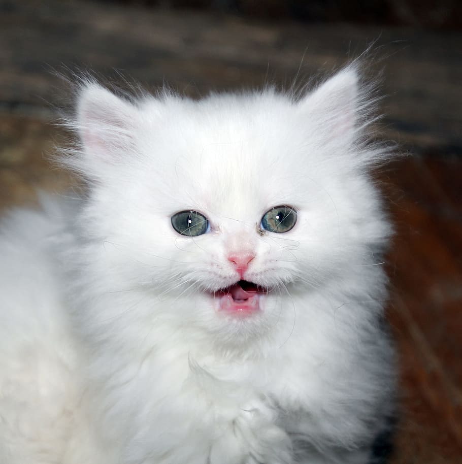 primer plano, foto, pelo corto, blanco, gato, gatito, gatito blanco, gato persa, gatito persa blanco, felino
