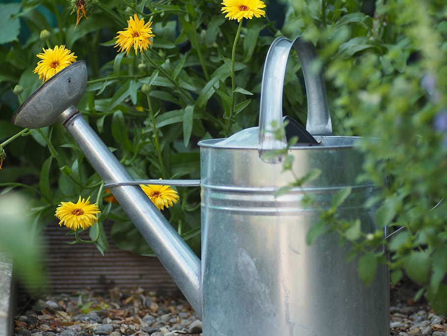 grey watering can, Garden, Watering Can, Nature, Green, casting, water, gardening, irrigation, flowers