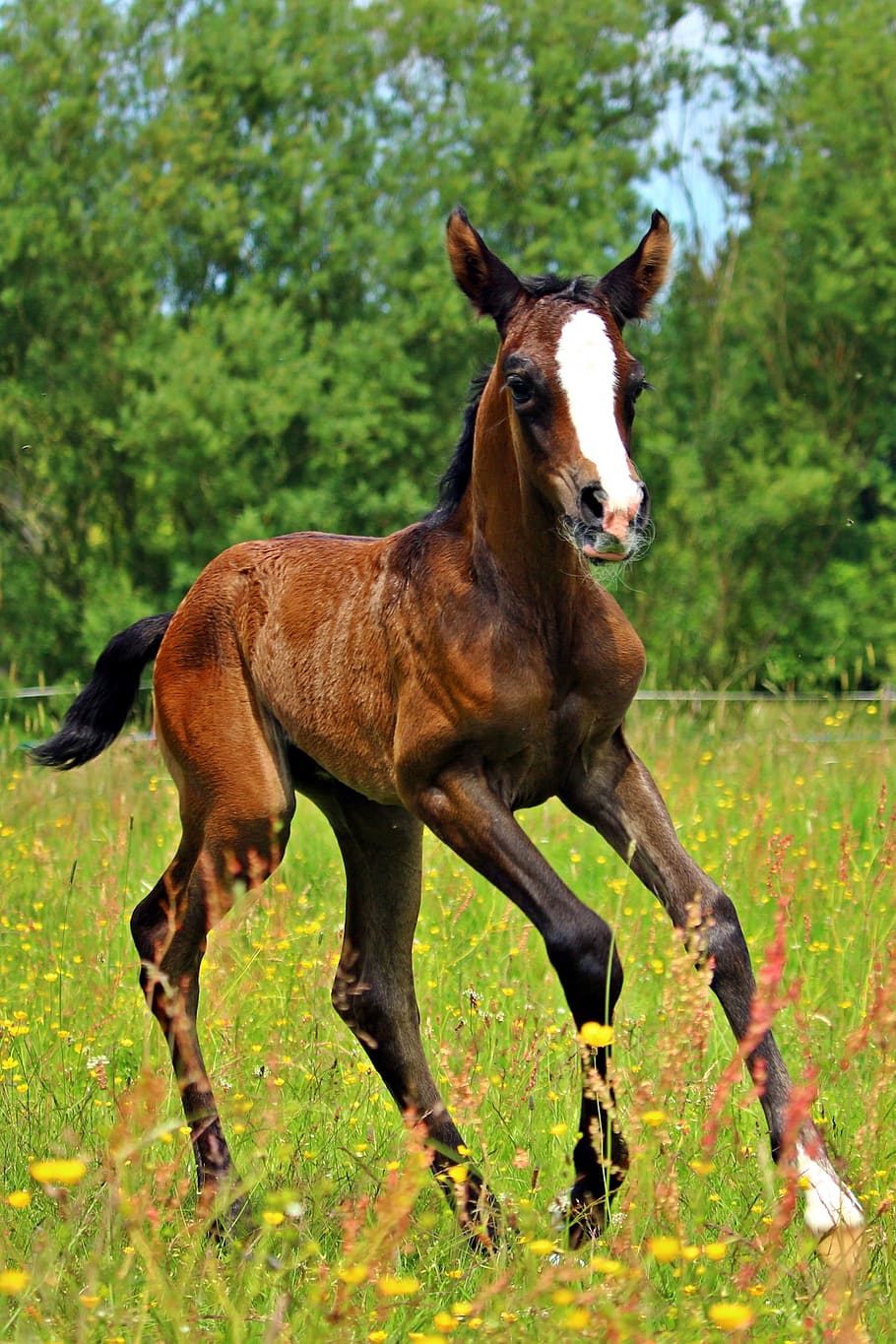 brown, white, green, grass, Horse, Gallop, Foal, thoroughbred arabian, pasture, meadow