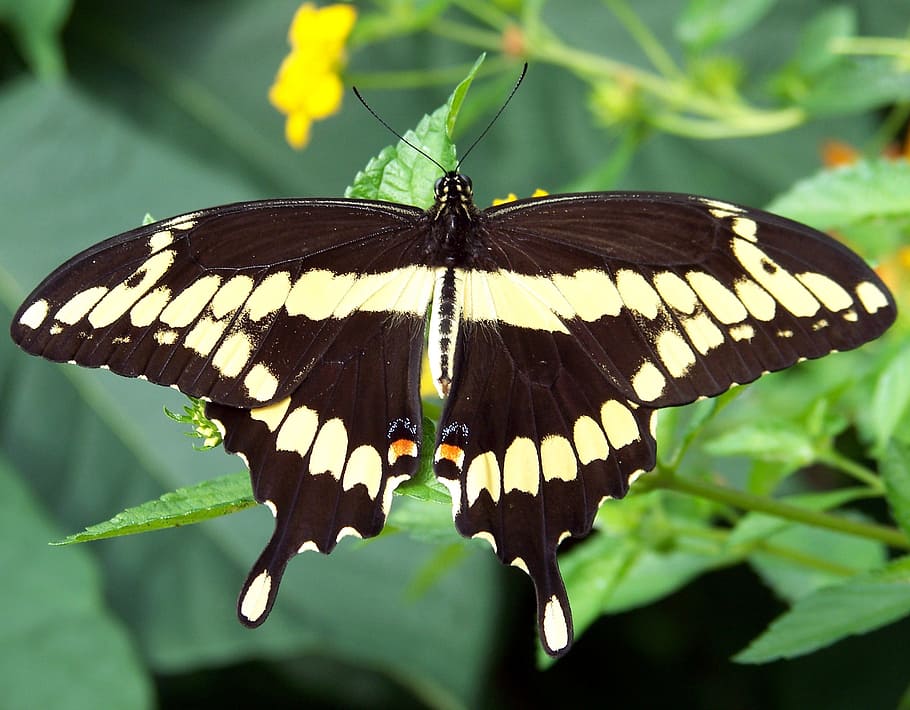 putih, hitam, fotografi selektif fokus kupu-kupu, Kupu-kupu, Serangga, Raja, Sayap, musim panas, hewan, margasatwa