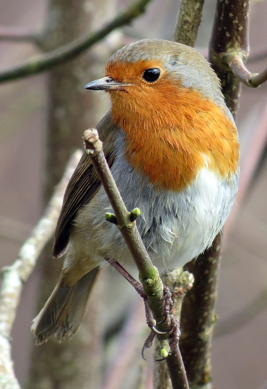 european robin, robin, erithacus rubecula, red, winter, bird, wildlife, nature, animal, tree
