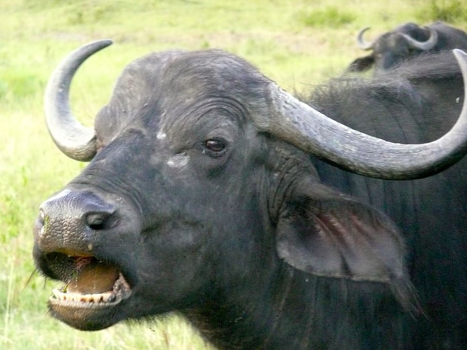 búfalo, kenia, vida silvestre, áfrica, naturaleza, parque, viajes, salvaje, animal, mamífero